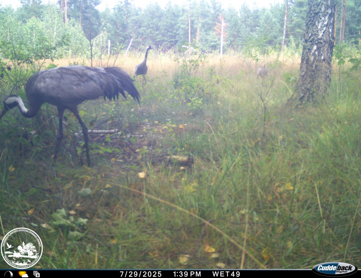 Біля Чорнобиля зафіксували рідкісного птаха / facebook.com/zapovidnyk2018 Біля Чорнобиля зафіксували рідкісного птаха / facebook.com/zapovidnyk2018
