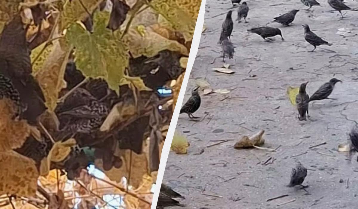 Шпаки часто совершают налеты на виноградники / коллаж УНИАН, скриншоты Шпаки часто совершают налеты на виноградники / коллаж УНИАН, скриншоты