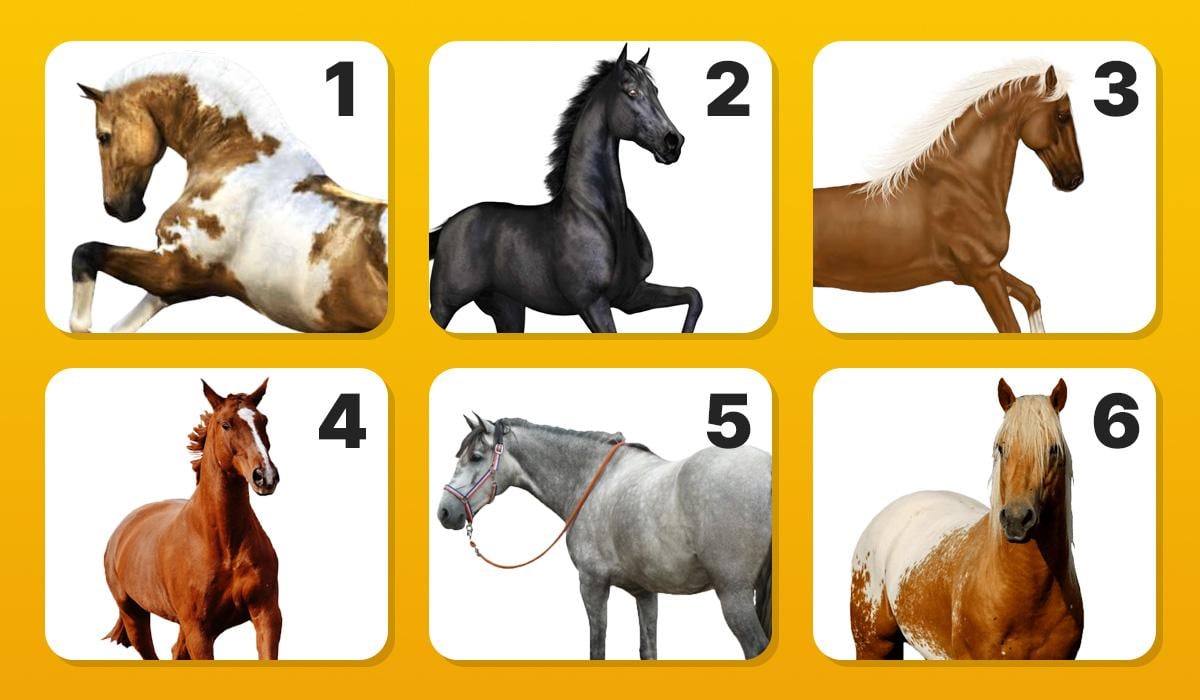 тест на риси характеру тест на риси характеру