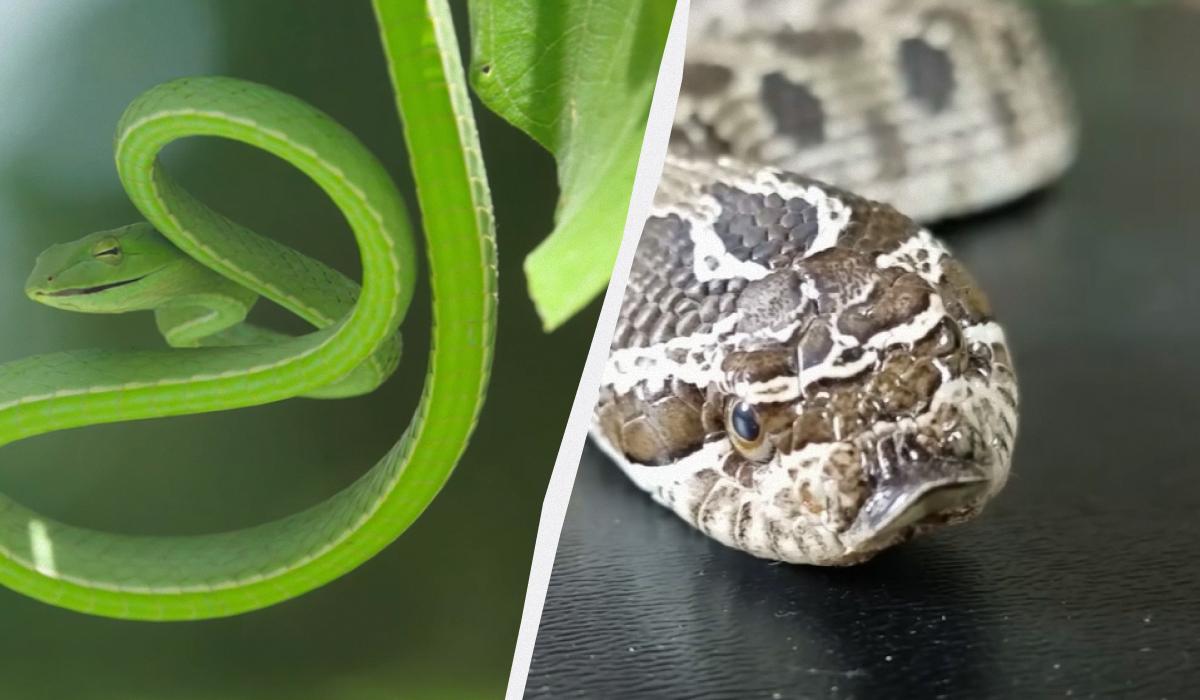 Какие змеи смертельны для человека Какие змеи смертельны для человека