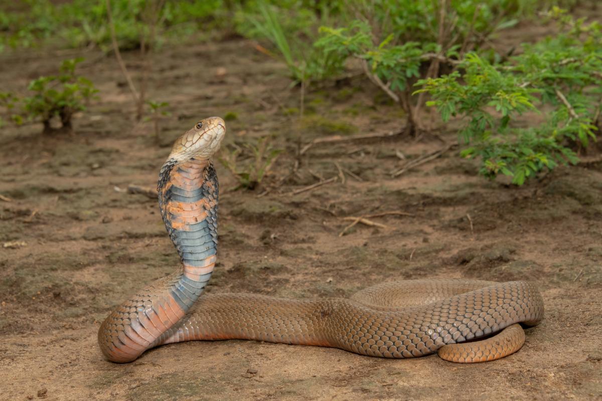 Ricercatori scoprono un nuovo antidoto universale contro i morsi delle serpi mortali dell'Africa grazie al sangue degli squali