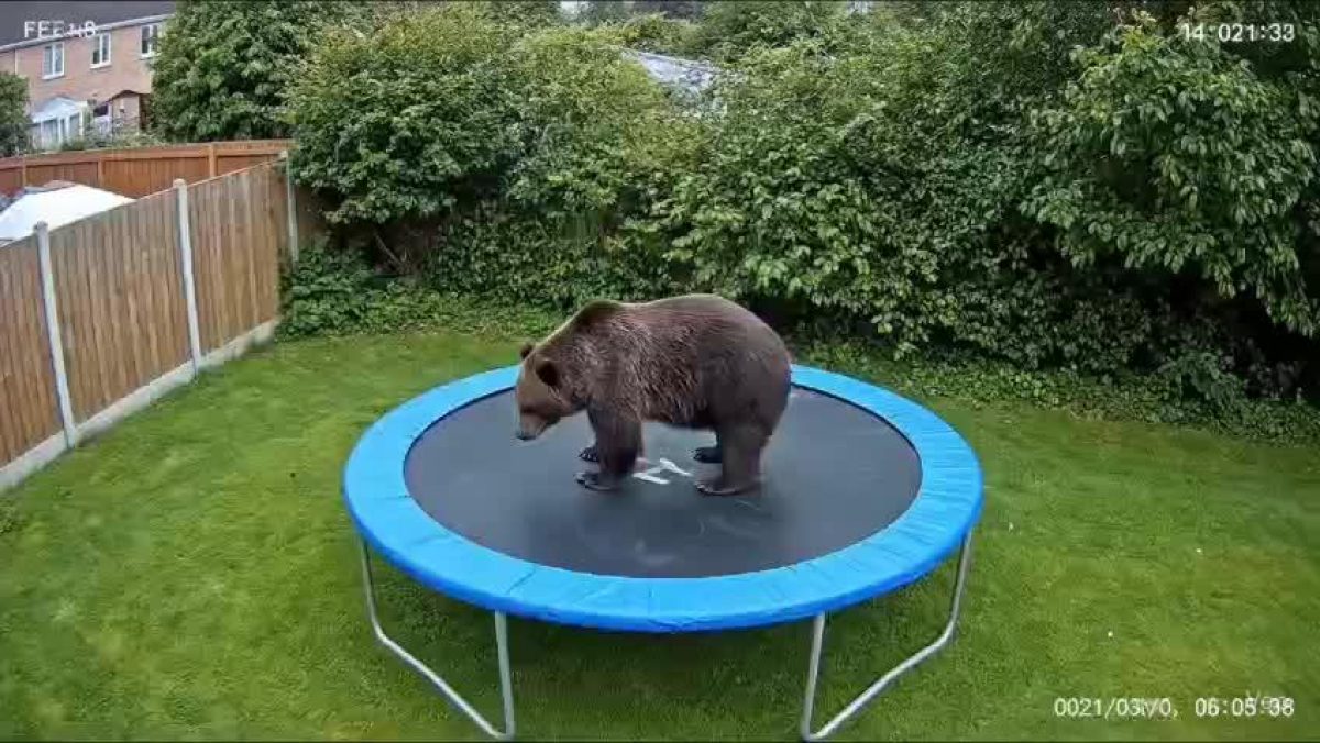 Медведи не прыгают на батутах: эксперт рассказал, как отличить нейросетевое видео от реального