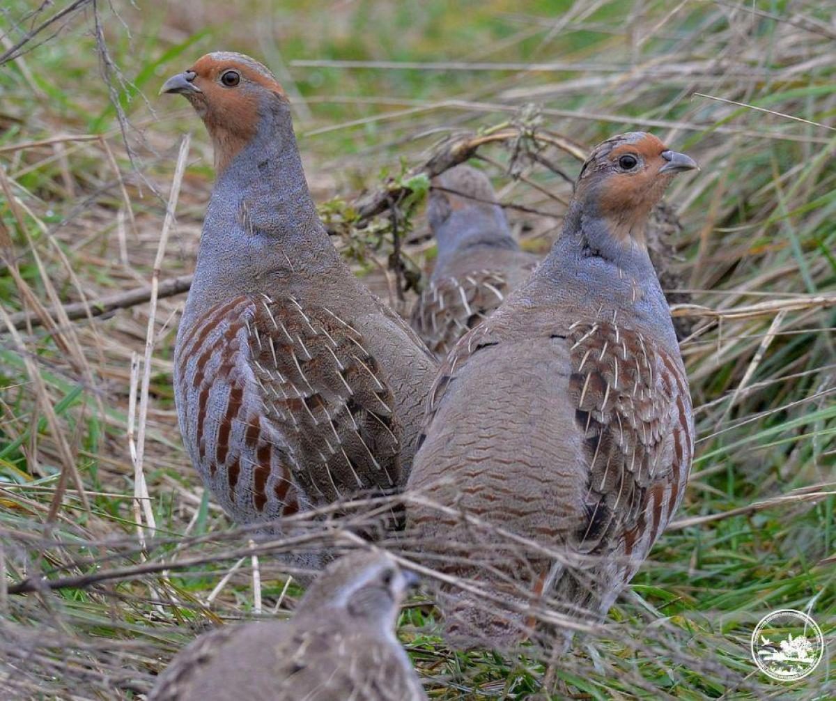Возле Чернобыля поселились редкие, почти незаметные птицы