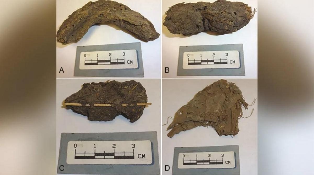 Ученые изучили экскременты возрастом 1300 лет и были удивлены тем, что в них нашли