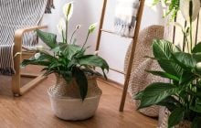 Як доглядати за спатифілумом восени, щоб листя не жовтіло і не в'януло
