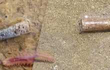 Створює "будинок" з піщинок: біолог розповів, про дивного мешканця заповідника на Одещині (відео)