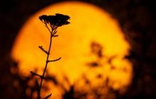 Суперповня 7 жовтня 2025: коли спостерігати та астрологічний прогноз для знаків Зодіаку