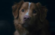 "Хороший хлопчик": цікаві факти про рейтинговий моторошний горор, показаний очима собаки