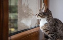 Почему кот целый день смотрит в окно: эксперты назвали 5 основных причин