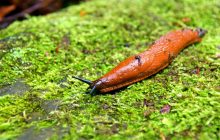 Как избавиться от слизней в своем саду: эксперты раскрыли секретный ингредиент