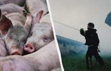 Россияне ударили по ферме в Харьковской области: погибли 13 тысяч свиней