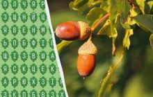 Только 1% людей могут найти слово "дуб" за 11 секунд: удивительно сложная головоломка