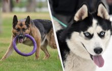 Кінолог назвав 6 найгірших порід собак для новачків: перетворять ваше життя на пекло