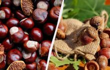 Лікарям не вигідно розповідати про це: чи можна їсти жолуді та каштани насправді