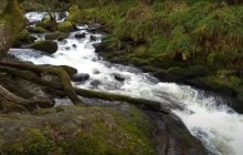 Казковий стародавній ліс у Великій Британії можна відвідати безкоштовно: в чому його родзинка