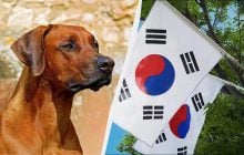 У шести країнах світу досі їдять собак: це не тільки Корея