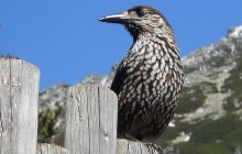 В Україну з російської тайги прилетіли кедрівки: орнітолог пояснив причину