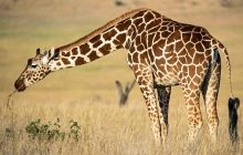 Спить по 30 хвилин і має величезне серце: експерти розкрили цікаві факти про жирафа