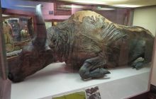 Учені приготували рагу з бізона, що жив 50 тисяч років тому: яким воно було на смак