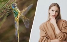 Українське слово, про яке забули: як насправді буде "стрекоза"