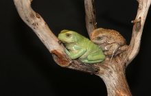 Виробляє сонцезахисний крем і майже не стрибає: що відомо про найнезвичайнішу жабу в світі