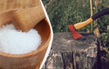 Як швидко знищити пень без викорчовування: від нього і сліду не залишиться