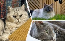Які коти найкраще підійдуть для життя у квартирі: ветеринари назвали топ-6 порід