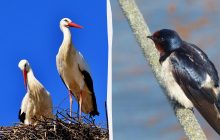 Чи долетіли вже українські птахи до теплих країв і де вони осіли на зиму: пояснення орнітолога