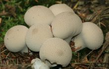 В Ужгороде обнаружили гриб-великан: биолог объяснил, можно ли его есть (фото)