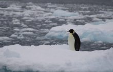 "Сидел на льдине и чистил перья": украинские полярники встретили редкую птицу (фото)