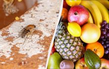 В Украине встретили опасную муху: переносит тяжелые болезни и живет во фруктах