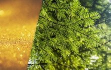 Хвоя ялинок може ховати золото: вчені виявили, скільки його там