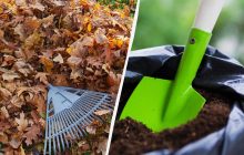 Секрет опытных дачников: как из опавших листьев сделать удобрение за 2 месяца