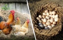 Восени курям додаю два продукти в корм: несуть по десять яєць щодня