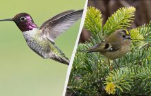 Почти колибри: самая маленькая птица в Украине весит как монета и ест каждые 10 минут