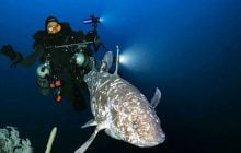 Ученые сделали первые фото доисторической рыбы, которую считали вымершей 70 млн лет назад
