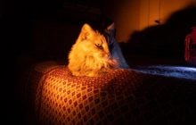 Надо ли оставлять котам свет ночью: ветеринар дал ответ