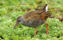 Хрюкает и ползает по болотам: орнитолог рассказал об одной из самых странных птиц в мире