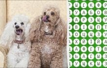 Треба мати очі орла, щоб знайти слово "пудель" за 10 секунд: непроста головоломка