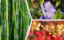 Які декоративні рослини краще не садити біля дому: експерти назвали 10 небажаних видів