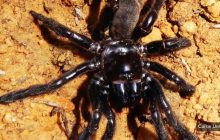 Самый старый в мире паук прожил 43 года и погиб не от возраста: что о нем известно