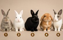 Ви вразливий чи стійкий: вибір кролика розкриє вашу реакцію на стрес