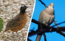 Пернатые "барометры": ученый назвал уникальных птиц, которые предсказывают изменение погоды в Украине