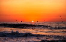 Конкуренты для рыбаков: биолог назвал три редких вида птиц, которые поселились в Украине