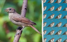 Только люди с глазами орла найдут слово "соловей" за 12 секунд: хитрая головоломка