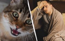 Почему кот кричит и будит в 5 утра: вредность не при чем - вот 5 реальных причин