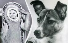 Некоторые из них так и не вернулись: названы 10 животных, которые побывали в космосе