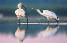 Украина рискует потерять одну из самых красивых птиц: биолог раскрыл причину