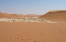 Этот жук способен выжить в одном из самых засушливых мест на Земле благодаря хитрому трюку