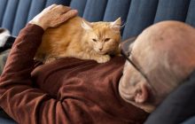 Почему кошка спит только на вас: трогательная причина